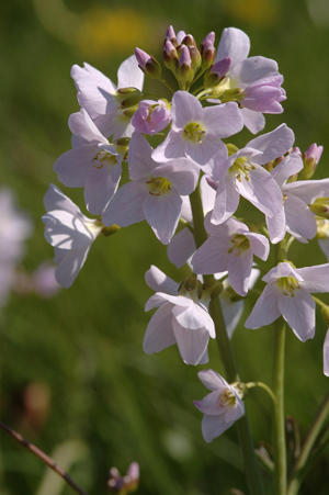 Cardamine pratensis